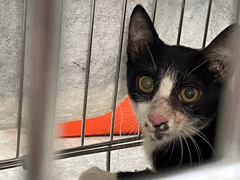 Black-and-white young female mixed-breed cat, Small, shelter no. …7002