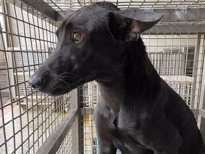 Black adult female mixed-breed dog, Medium, shelter no. …1-02