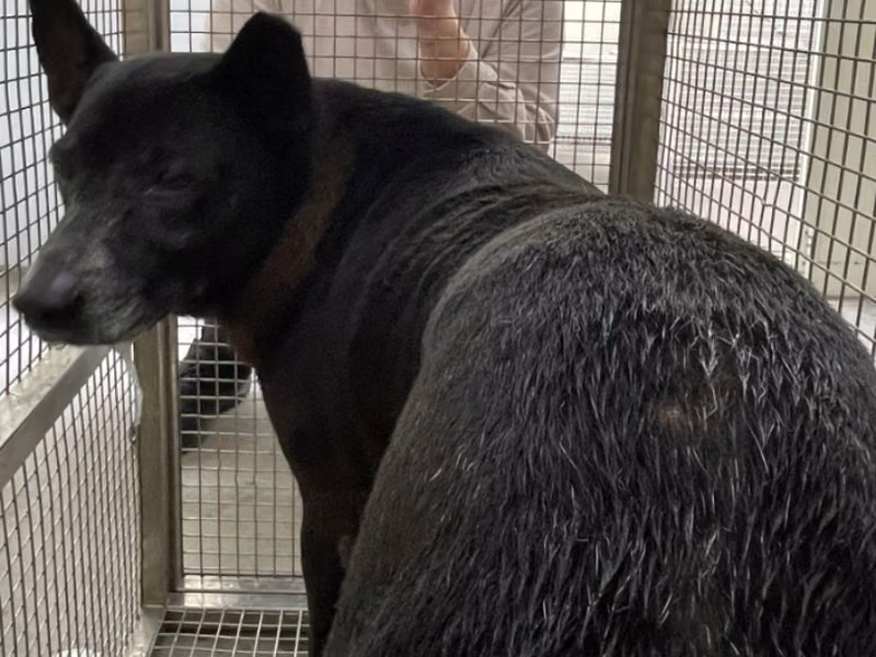 Black adult male mixed-breed dog, Medium, shelter no. …2004