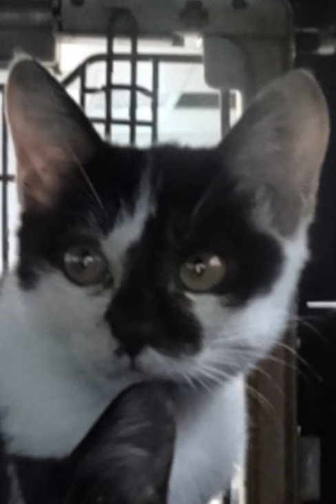 Gato mestizo joven (negro y blanco), Mediano, refugio n.º …1773