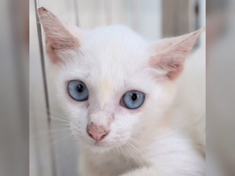 White young female mixed-breed cat, Small, shelter no. …2C10