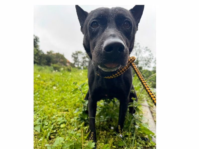 Black adult male mixed-breed dog, Medium, shelter no. …1001