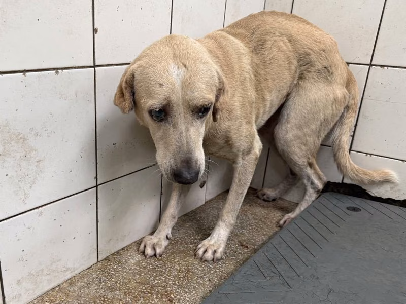Tan adult male mixed-breed dog, Large, shelter no. …25-2