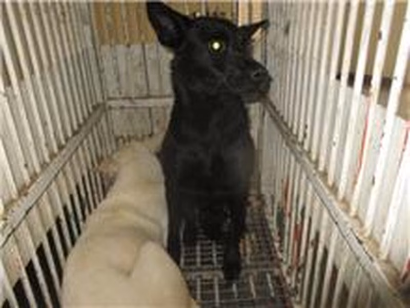 Black adult female mixed-breed dog, Medium, shelter no. …2005