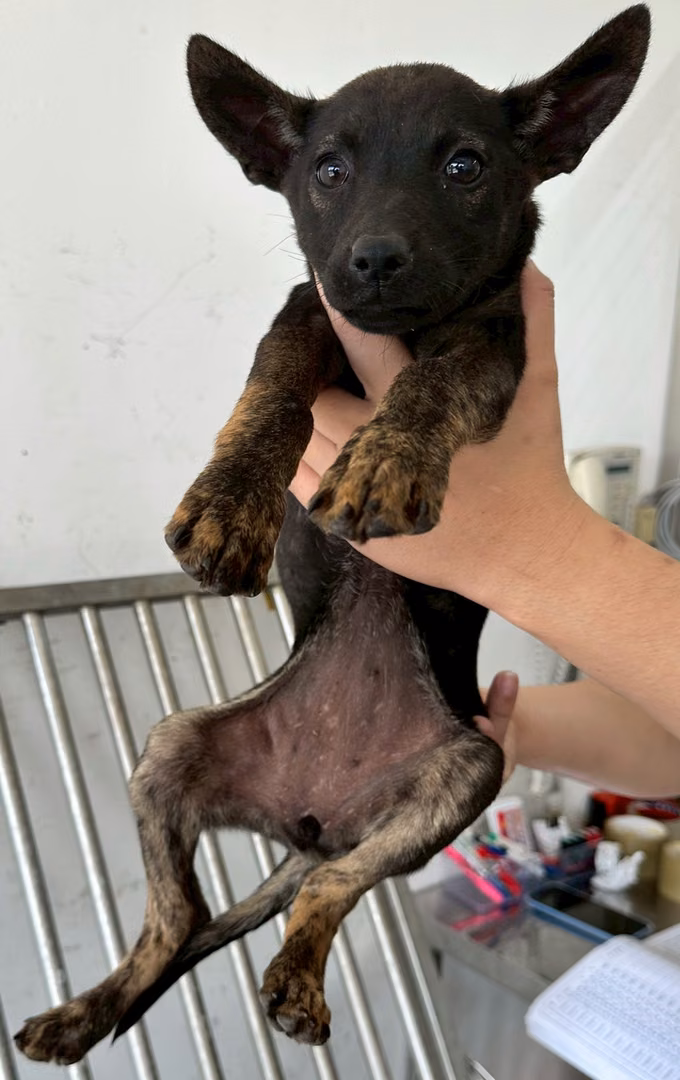 Black young female mixed-breed dog, Medium, shelter no. …0005