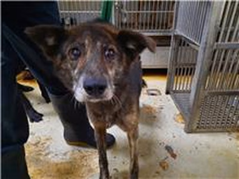 Black-and-brown adult female mixed-breed dog, Medium, shelter no. …1304