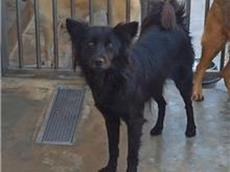 Black adult female mixed-breed dog, Medium, shelter no. …0D03