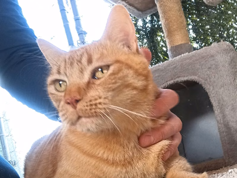 Simba, Adult · Male · European Shorthair