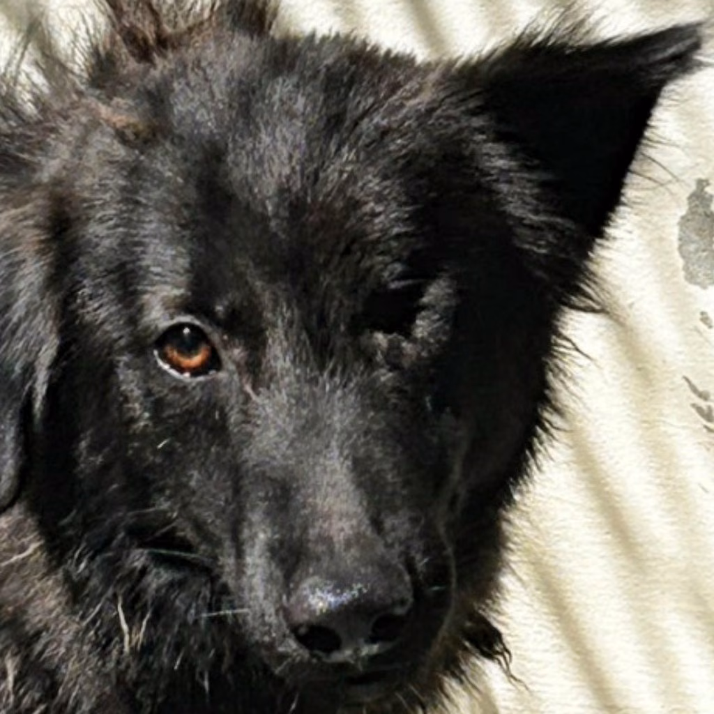 Black adult male mixed-breed dog, Medium, shelter no. …0056