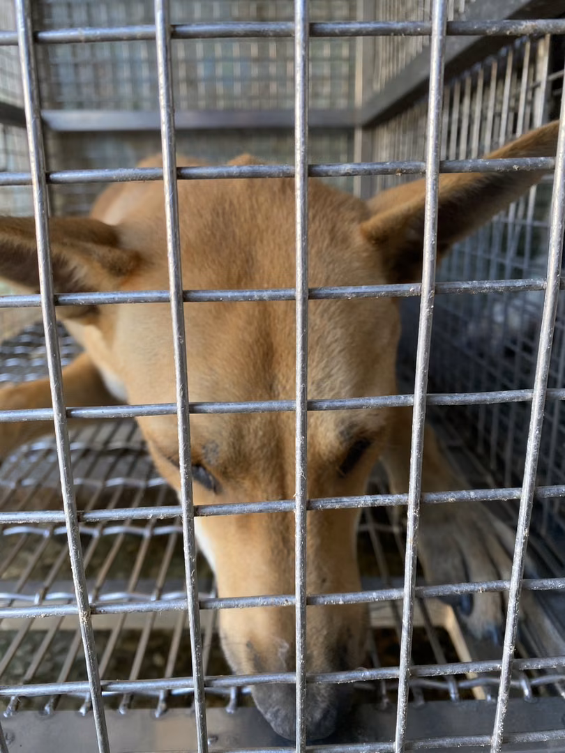 Tan adult female mixed-breed dog, Medium, shelter no. …4-01