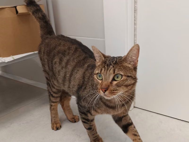 Chabi, Bata · Lalaki · Maliit · European Shorthair
