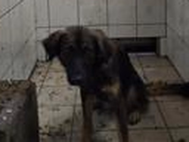Black adult male mixed-breed dog, Medium, shelter no. …5003