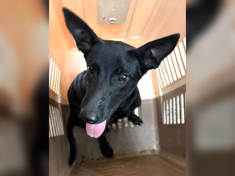 Black young male mixed-breed dog, Medium, shelter no. …1240