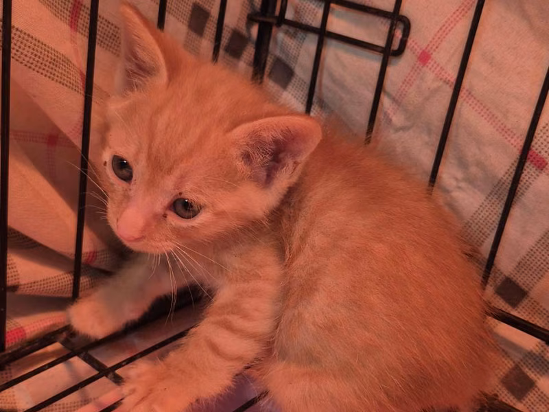 Orange tabby young male mixed-breed cat, Small, shelter no. …5001