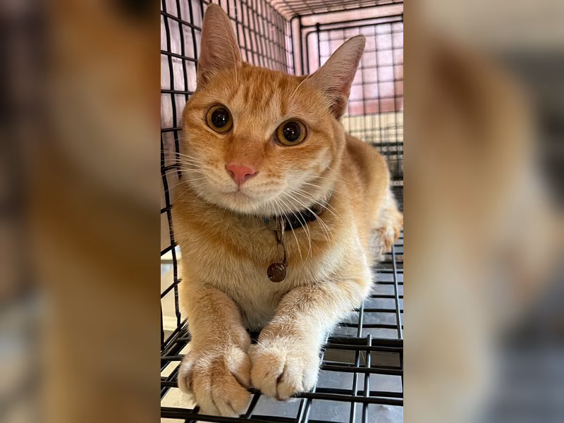 Gato mestizo macho adulto (canela y atigrado), Pequeño, refugio n.º …7012