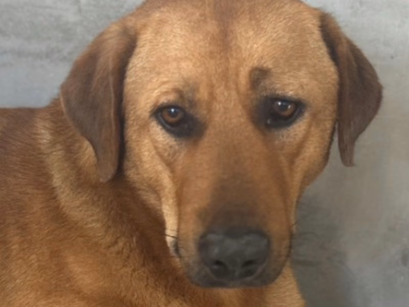 Tan adult male mixed-breed dog, Large, shelter no. …9021