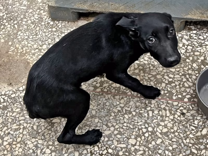 Black young male mixed-breed dog, Medium, shelter no. …9A23