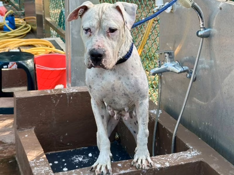 White adult female mixed-breed dog, Large, shelter no. …1002
