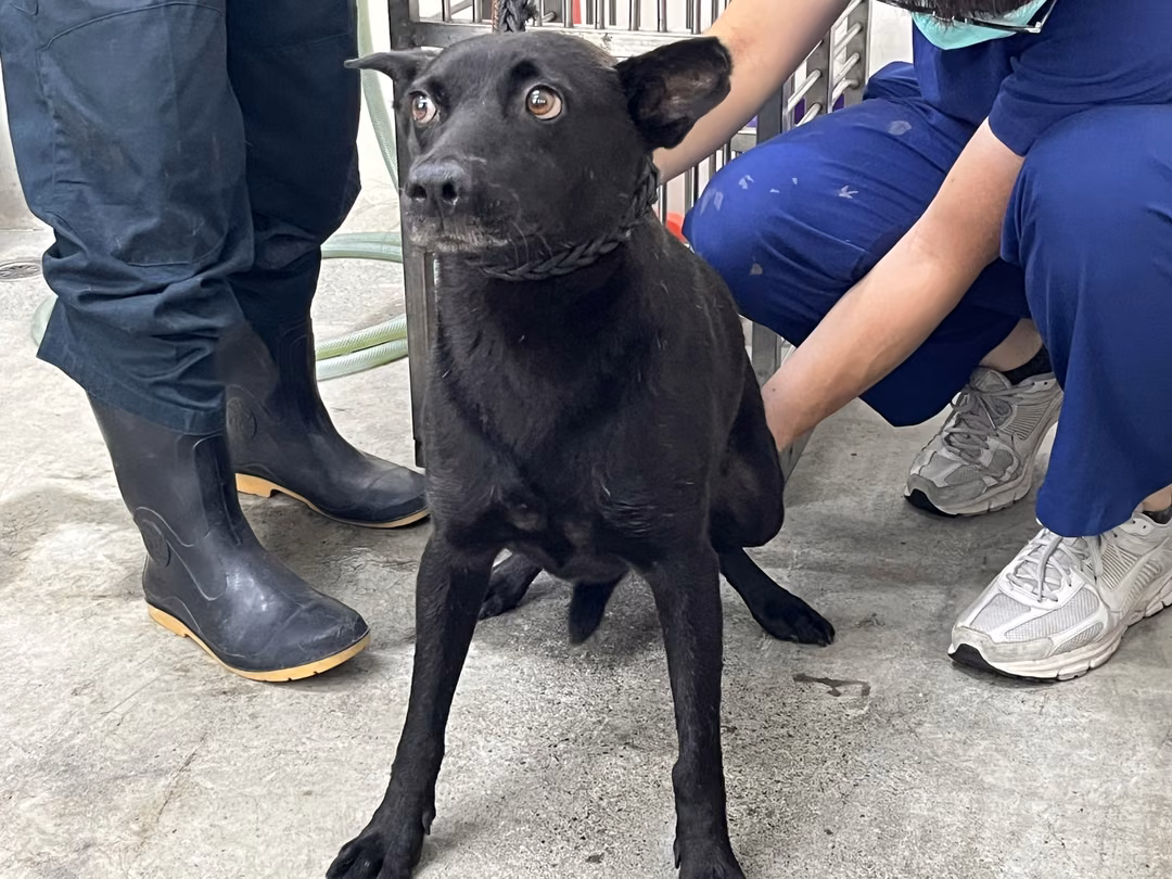 Black adult male mixed-breed dog, Medium, shelter no. …1001
