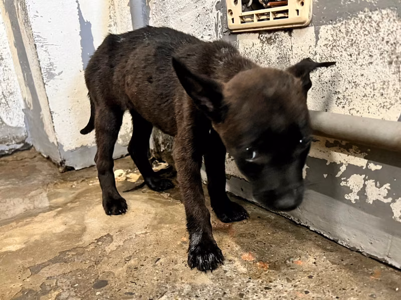 Black young female mixed-breed dog, Medium, shelter no. …3007