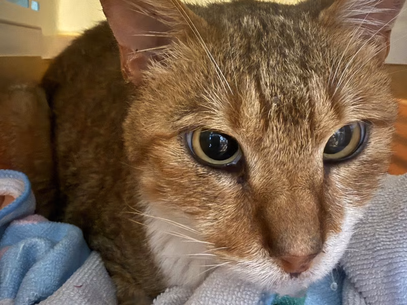 ミックス猫（メス・成猫・茶）、中型, 施設番号 …4001