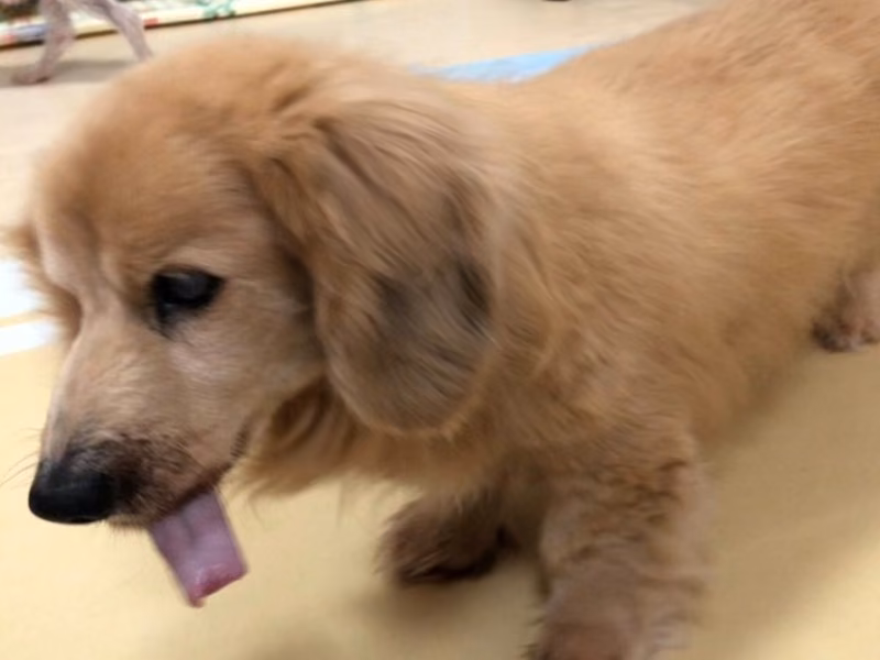 Tan adult male Long haired dachshund, Medium, shelter no. …8-16