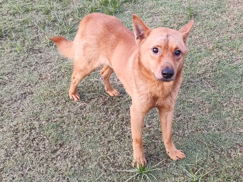 Tan adult male mixed-breed dog, Medium, shelter no. …1002