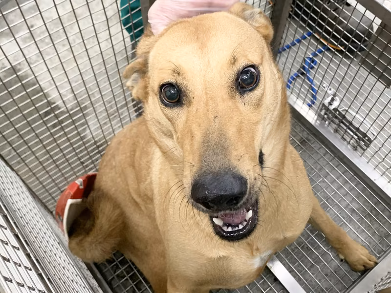Tan adult female mixed-breed dog, Medium, shelter no. …1808