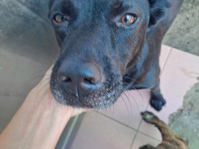 Black adult male mixed-breed dog, Medium, shelter no. …6007