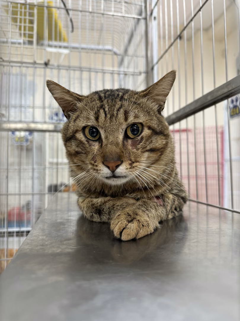 Tabby adult male mixed-breed cat, Large, shelter no. …2002