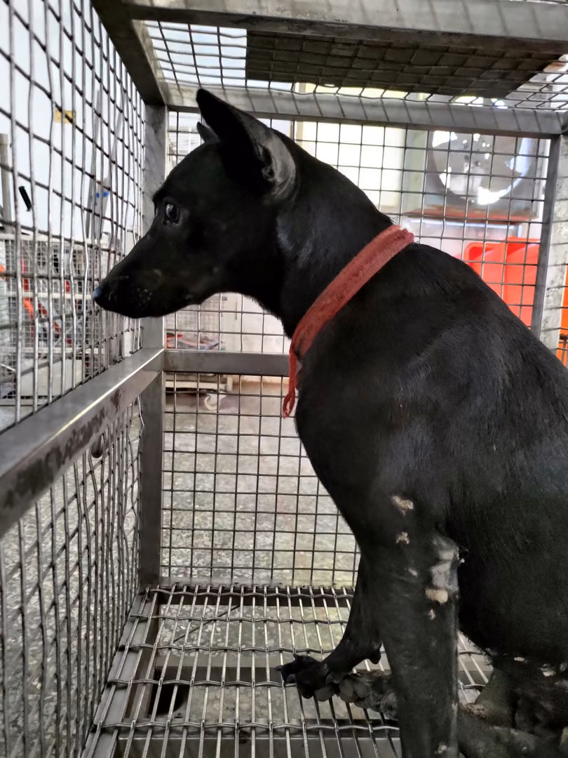 Black adult female mixed-breed dog, Medium, shelter no. …1-05