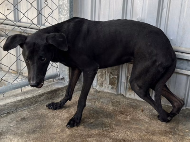 Black adult male mixed-breed dog, Large, shelter no. …030D