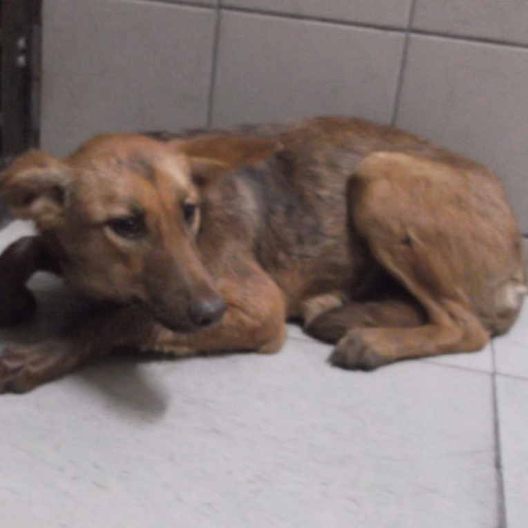 Tan young female mixed-breed dog, Medium, shelter no. …0503