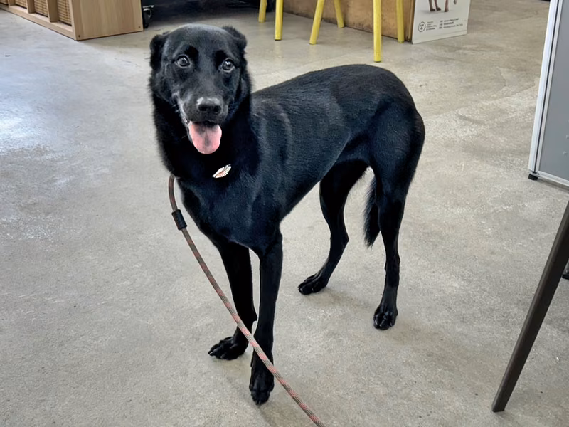 Black adult female mixed-breed dog, Medium, shelter no. …0502