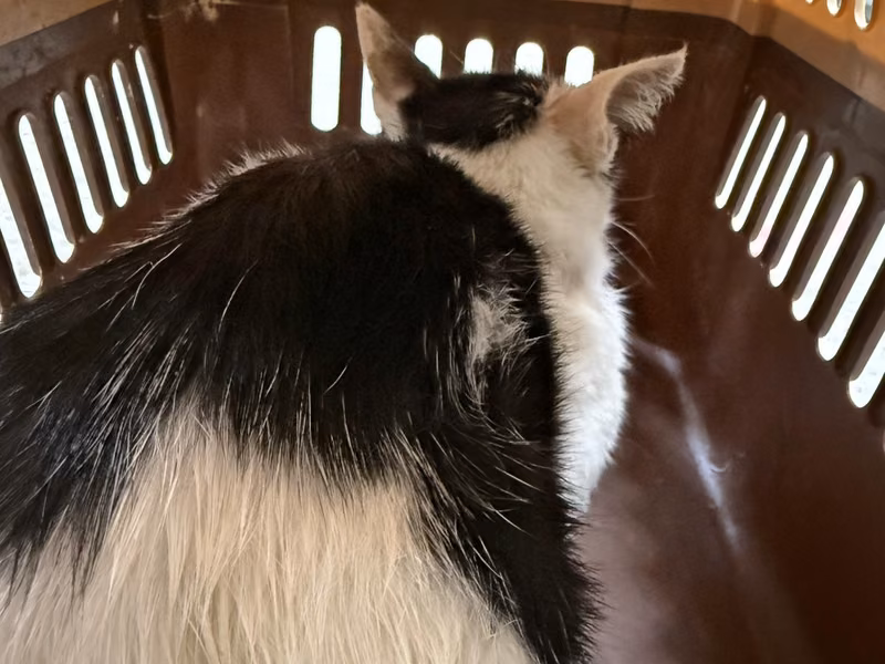 Black-and-white young male mixed-breed cat, Medium, shelter no. …7001
