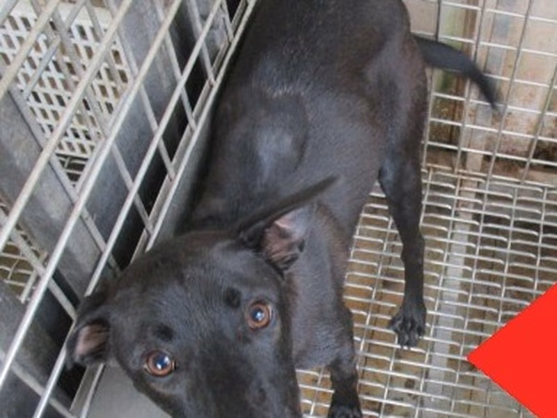 Black adult female mixed-breed dog, Large, shelter no. …1101