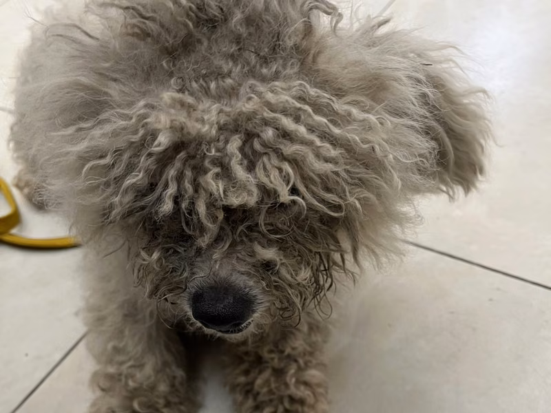 White adult female Bichon Frisé, Small, shelter no. …6D01
