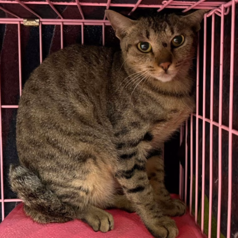 Tabby adult female mixed-breed cat, Medium, shelter no. …1106