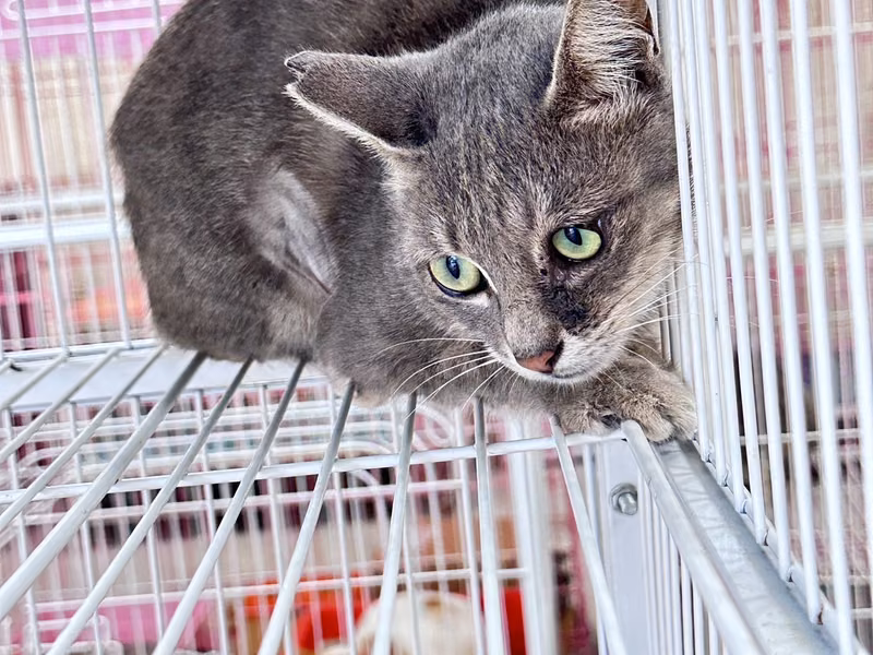 Gray adult female mixed-breed cat, Large, shelter no. …3001