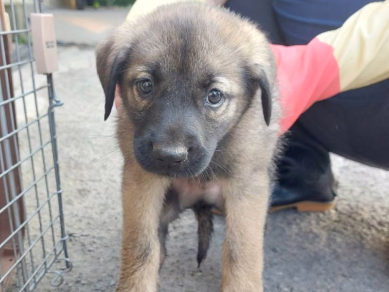 Black-and-tan young male mixed-breed dog, Medium, shelter no. …1001