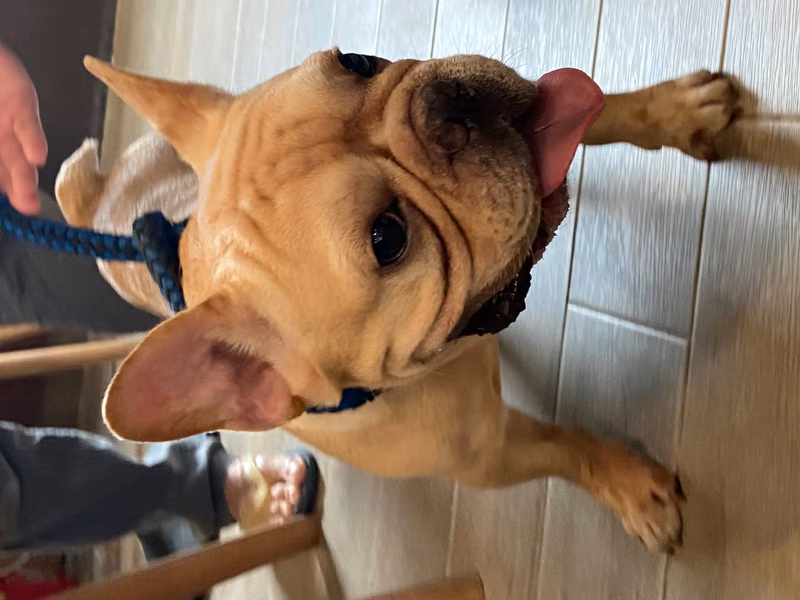 Tan adult male French Bulldog, Small, shelter no. …0002