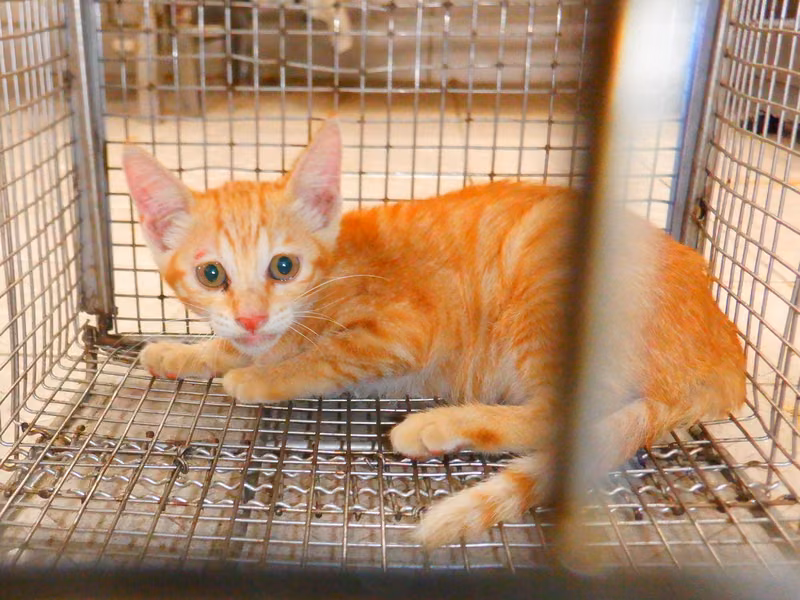 Orange young female mixed-breed cat, Small, shelter no. …3C10