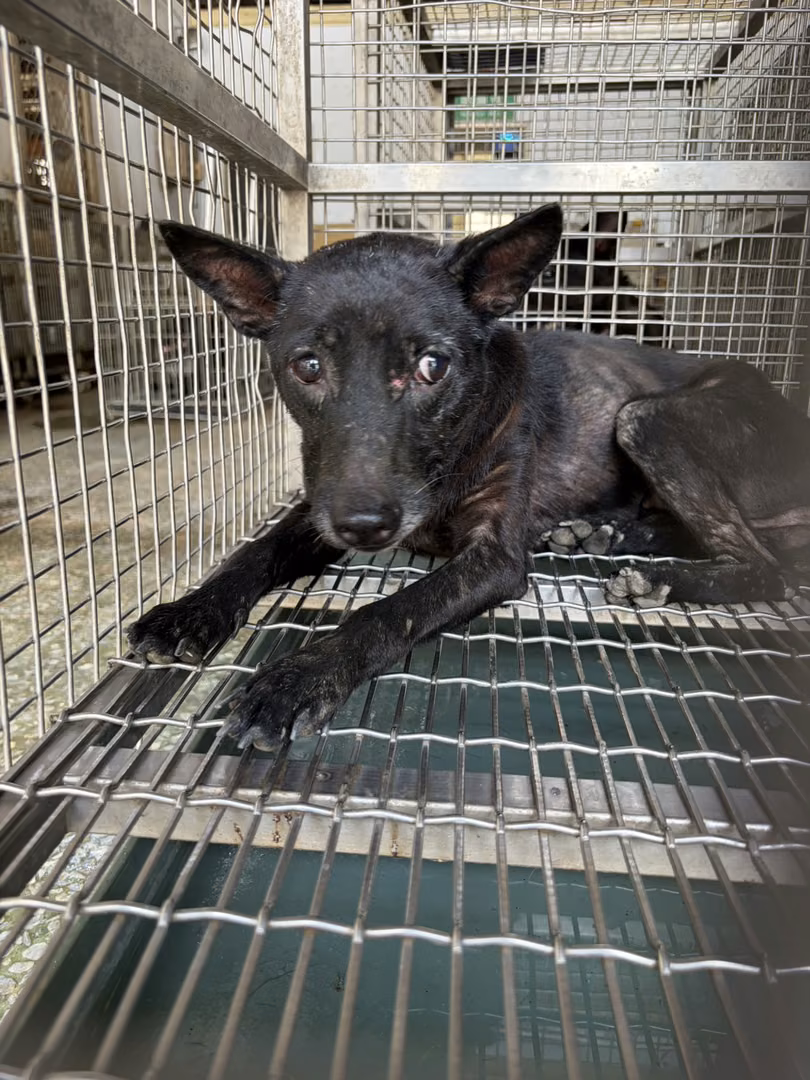 Black adult female mixed-breed dog, Medium, shelter no. …04-B