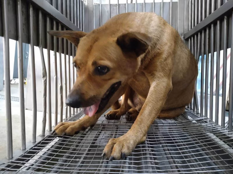 Tan adult male mixed-breed dog, Medium, shelter no. …7007