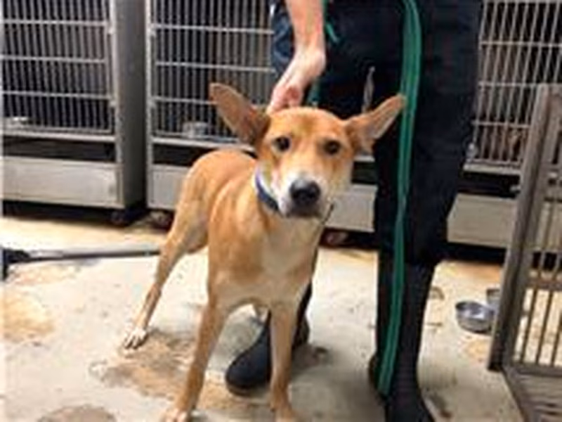 Tan-and-white adult male mixed-breed dog, Medium, shelter no. …2204