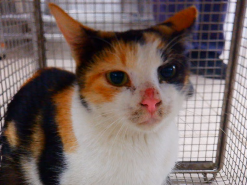 Calico adult female mixed-breed cat, Small, shelter no. …14C5