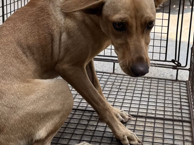 Tan adult female mixed-breed dog, Medium, shelter no. …4003
