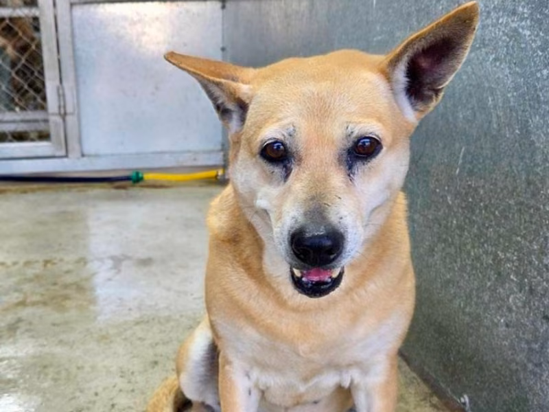 Tan adult female mixed-breed dog, Medium, shelter no. …1403
