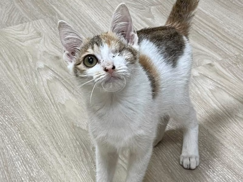 Patched young female mixed-breed cat, Small, shelter no. …5-02