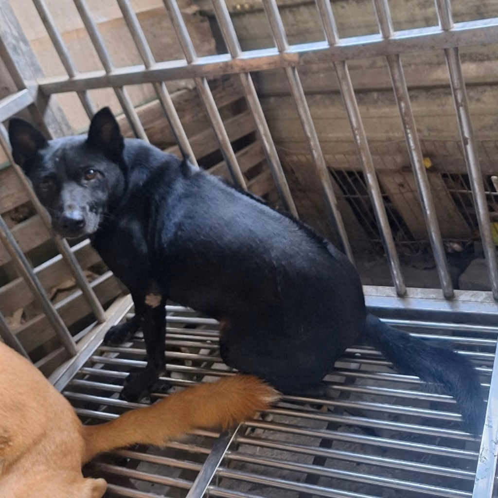 Black adult male mixed-breed dog, Large, shelter no. …001D